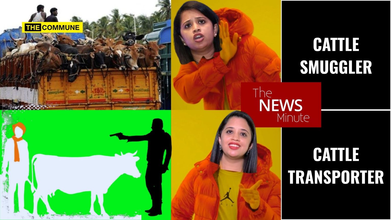 Cow Protector Secular Sanitizing Of Crimes, The News Minute Way: Cattle Smuggler ...