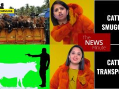 Secular Sanitizing Of Crimes, The News Minute Way: Cattle Smuggler Ibrahim Who Shot Down Gau Rakshak Becomes ‘Cattle Transporter’, Cow Protector Becomes ‘Vigilante’