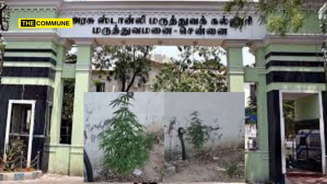 Three-Foot Ganja Plant Discovered Growing Inside Chennai's Stanley Government Hospital Premises