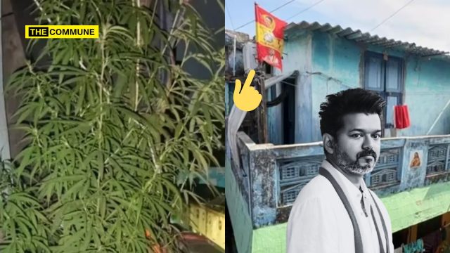 TVK Supporter Allegedly Grew Ganja Plant In Balcony, Defended It As ‘Medicinal’ After Getting Caught