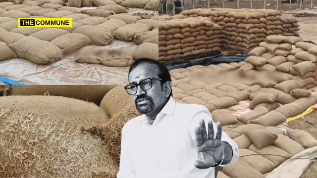 TVK Model 20,000 Paddy Sacks Sprout In Govt Yards In The Open As Farmers Wait Over 3 Months For Payment In Chengalpattu TVK Model: 20,000 Paddy Sacks Sprout In Govt Yards In The Open As Farmers Wait Over 3 Months For Payment In Chengalpattu