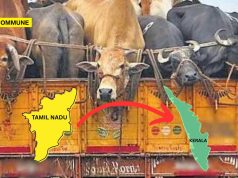 Illegal Cattle Smuggling To Kerala Via Tamil Nadu On The Rise, Activists Seek Crackdown Illegal Cattle Smuggling To Kerala Via Tamil Nadu On The Rise, Activists Seek Crackdown TN