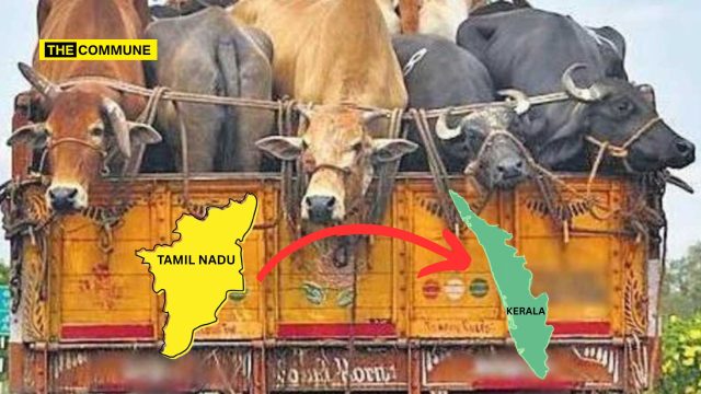 Illegal Cattle Smuggling To Kerala Via Tamil Nadu On The Rise, Activists Seek Crackdown TN Illegal Cattle Smuggling To Kerala Via Tamil Nadu On The Rise, Activists Seek Crackdown TN