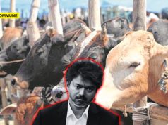 TVK Govt Moves Supreme Court Against Madras High Court Order Banning Cow Slaughter Across Tamil Nadu TVK Govt Moves Supreme Court Against Madras High Court Order Banning Cow Slaughter Across Tamil Nadu