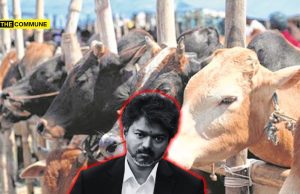 Supreme Court Stays Madras High Court Order Banning Cow Slaughter Across Tamil Nadu TVK Govt Moves Supreme Court Against Madras High Court Order Banning Cow Slaughter Across Tamil Nadu