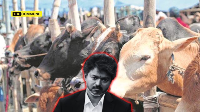 TVK Govt Moves Supreme Court Against Madras High Court Order Banning Cow Slaughter Across Tamil Nadu TVK Govt Moves Supreme Court Against Madras High Court Order Banning Cow Slaughter Across Tamil Nadu