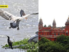 Coimbatore: Madras High Court Halts Smart City Works At Ukkadam, Valankulam After SACON Flags Severe Bird Habitat Damage Coimbatore Madras High Court Halts Smart City Works At Ukkadam, Valankulam After SACON Flags Severe Bird Habitat Damage