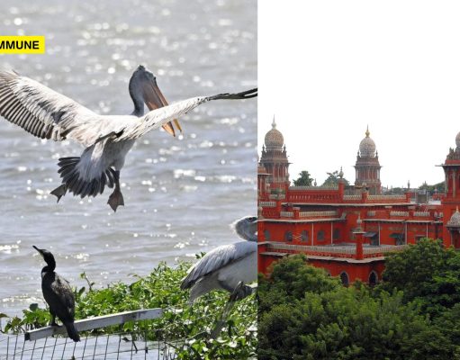 Coimbatore: Madras High Court Halts Smart City Works At Ukkadam, Valankulam After SACON Flags Severe Bird Habitat Damage Coimbatore Madras High Court Halts Smart City Works At Ukkadam, Valankulam After SACON Flags Severe Bird Habitat Damage