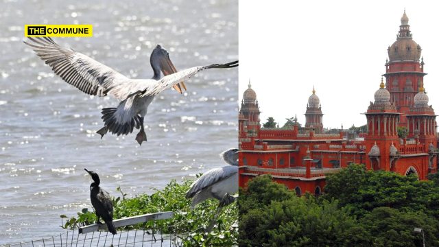 Coimbatore Madras High Court Halts Smart City Works At Ukkadam, Valankulam After SACON Flags Severe Bird Habitat Damage