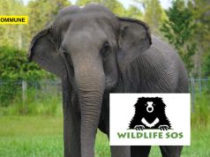 Wildlife SOS, An ‘Animal Welfare’ NGO, Reportedly Linked To Elephant Smuggling From Nepal Wildlife SOS, An ‘Animal Welfare’ NGO, Reportedly Linked To Elephant Smuggling From Nepal