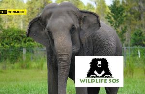 Wildlife SOS, An ‘Animal Welfare’ NGO, Reportedly Linked To Elephant Smuggling From Nepal Wildlife SOS, An ‘Animal Welfare’ NGO, Reportedly Linked To Elephant Smuggling From Nepal