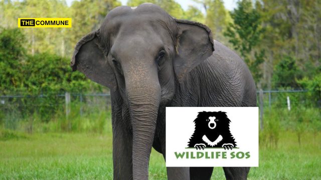 Wildlife SOS, An ‘Animal Welfare’ NGO, Reportedly Linked To Elephant Smuggling From Nepal